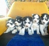 Siberian-Huskies-for-sale-
