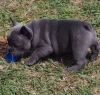Akc-Registered-Male-and-Female-French-Bulldog-Puppies
